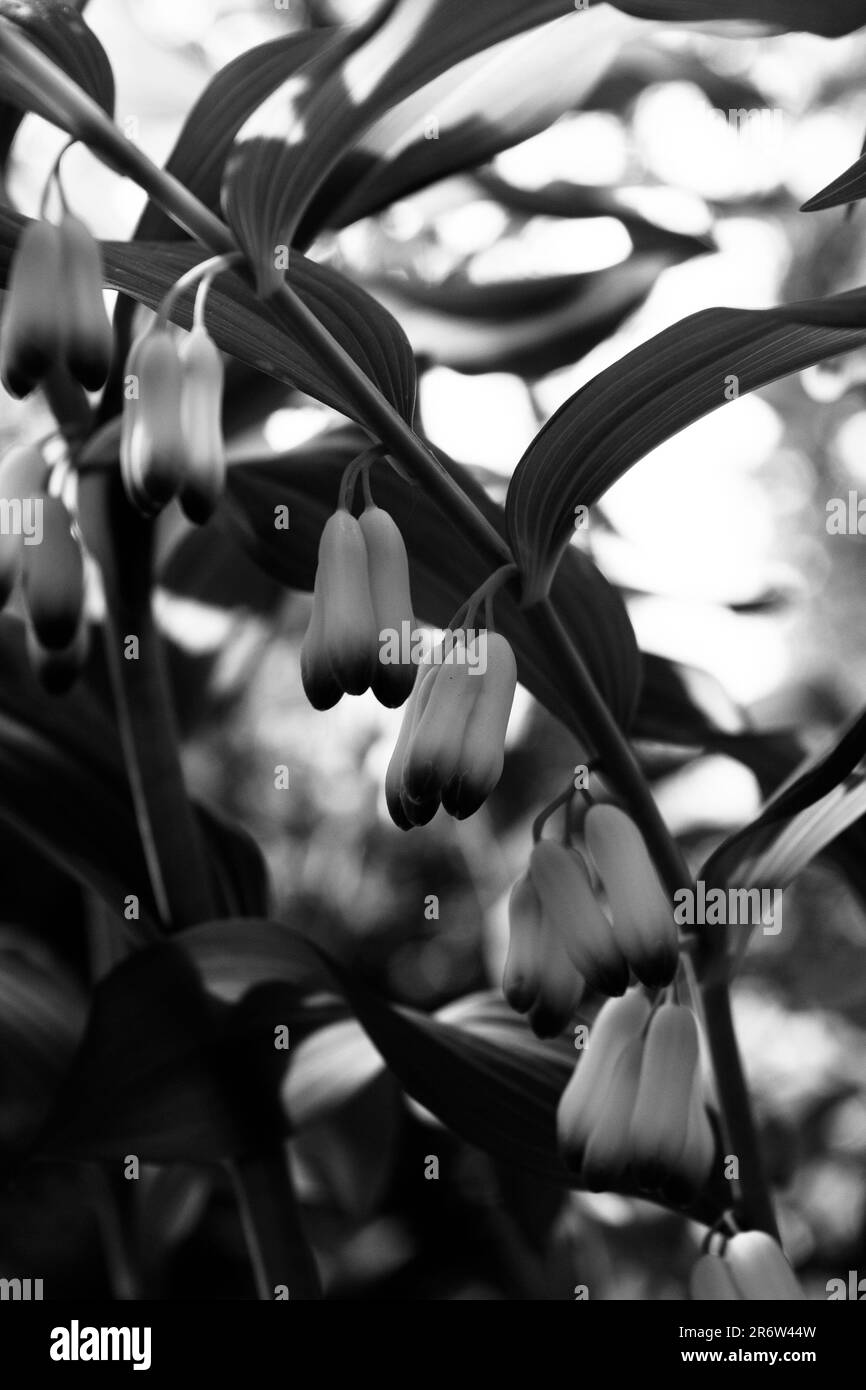 Lily of the valley Banque D'Images