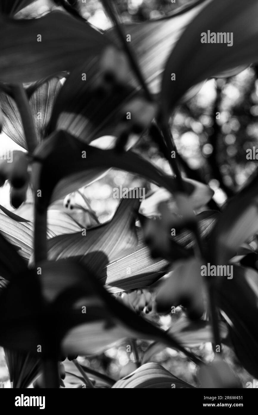 Lily of the valley Banque D'Images