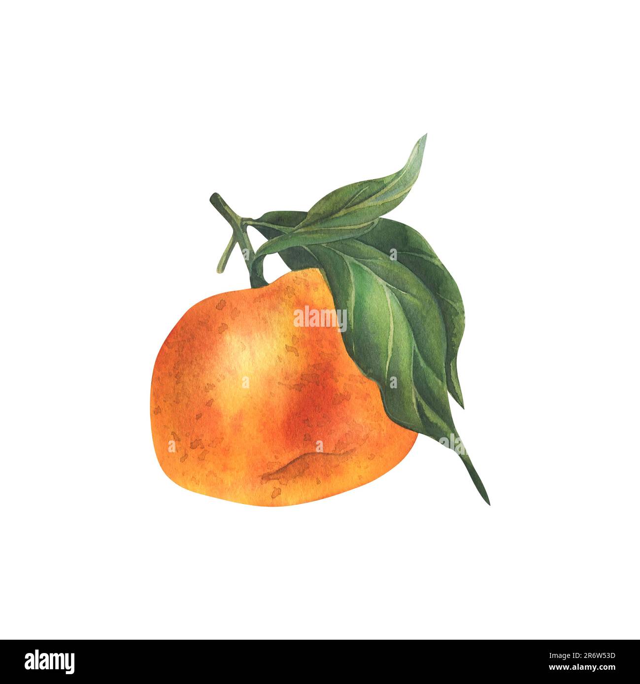 Mandarine orange avec branche et feuilles vertes, agrumes et fruits tropicaux. Illustration aquarelle, dessinée à la main. Objet isolé sur fond blanc. Banque D'Images