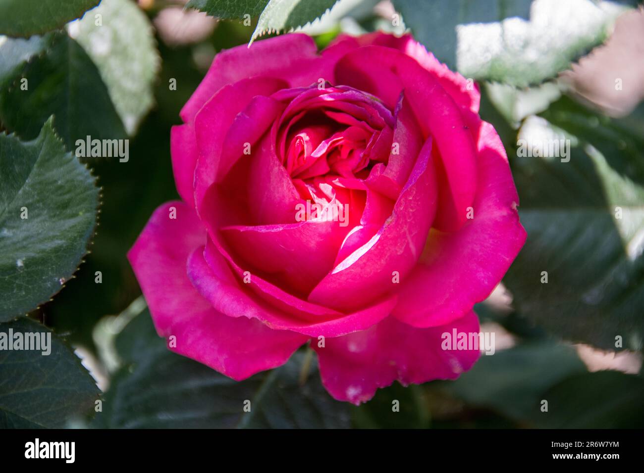 Une rose de Traviata romantique lors d'un matin ensoleillé de printemps. Banque D'Images