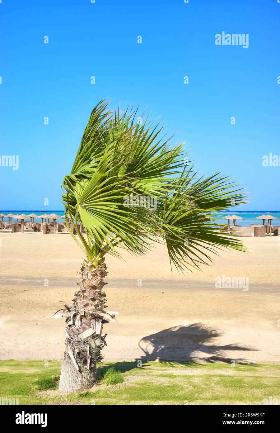 Palmier de Doum près d'une plage, point d'intérêt sélectif, Marsa Alam, Egypte. Banque D'Images