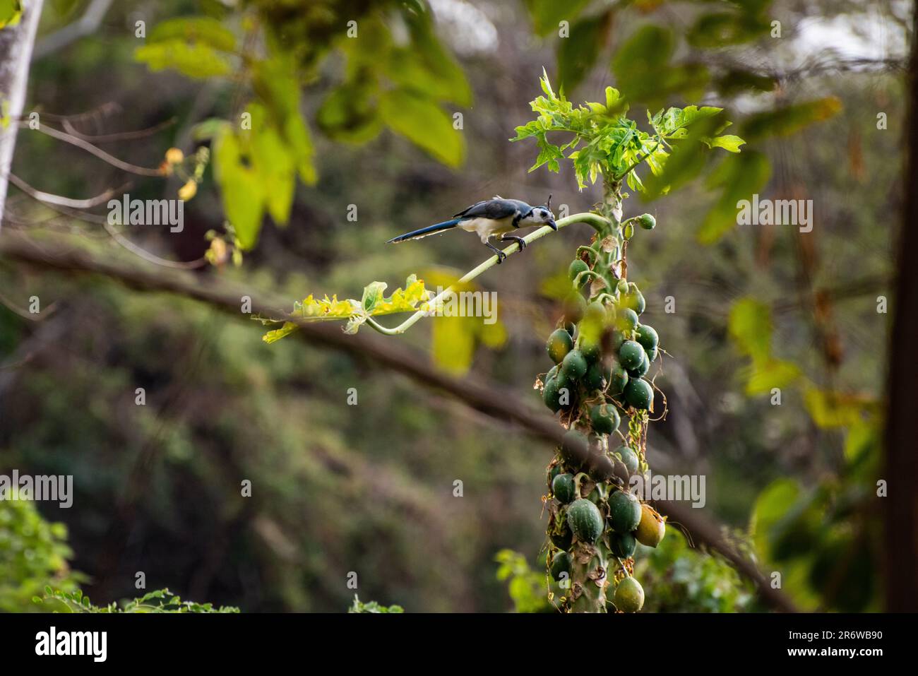 geai de magpie à gorge blanche (Calocitta formosa) mangeant à partir d'un papaye dans la jungle du Nicaragua entouré de forêt Banque D'Images