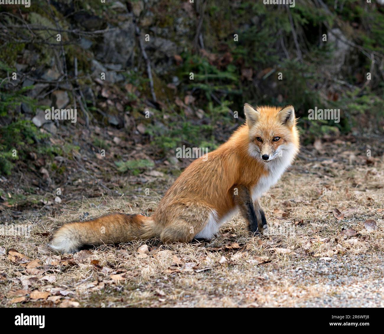 Red Fox gros plan assis et regardant l'appareil photo au printemps avec un arrière-plan de forêt flou dans son environnement et son habitat. Photo de renard. Banque D'Images