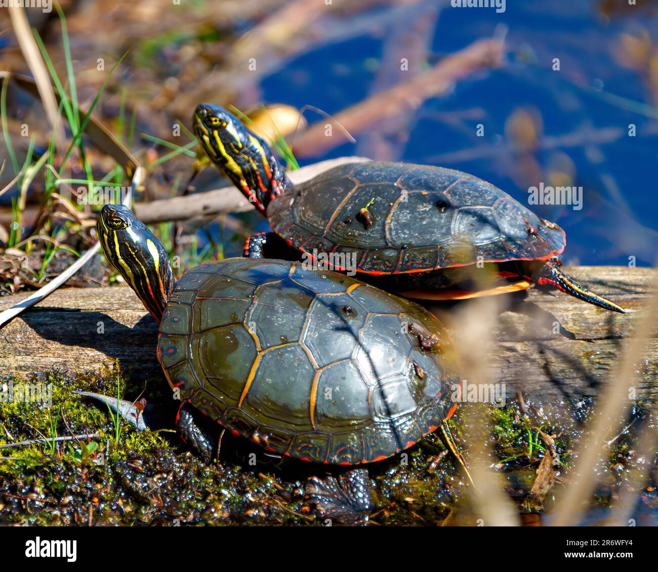 Couple de tortues peintes reposant sur une bûche avec de la mousse dans l'étang appréciant leur environnement et leur habitat entourant tout en prenant le soleil. Image de tortue. Banque D'Images