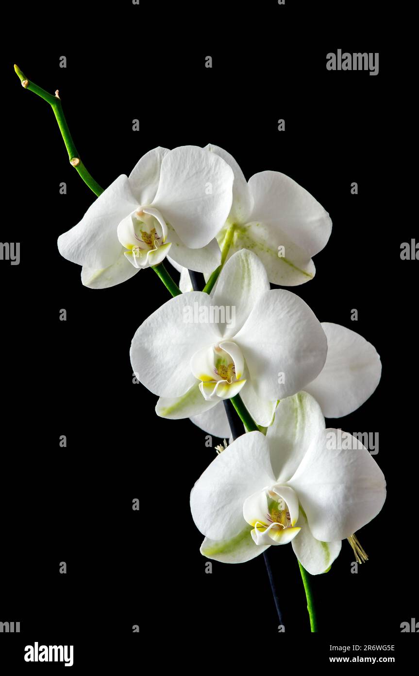 Bouquet de fleurs, orchidée Phalaenopsis blanche sur fond noir photographiée de près Banque D'Images