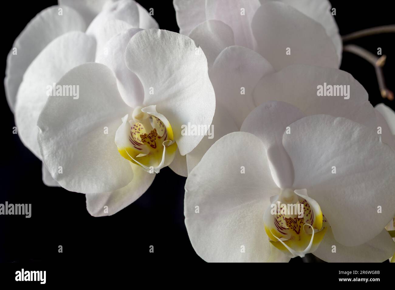 Bouquet de fleurs, orchidée Phalaenopsis blanche sur fond noir photographiée de près Banque D'Images