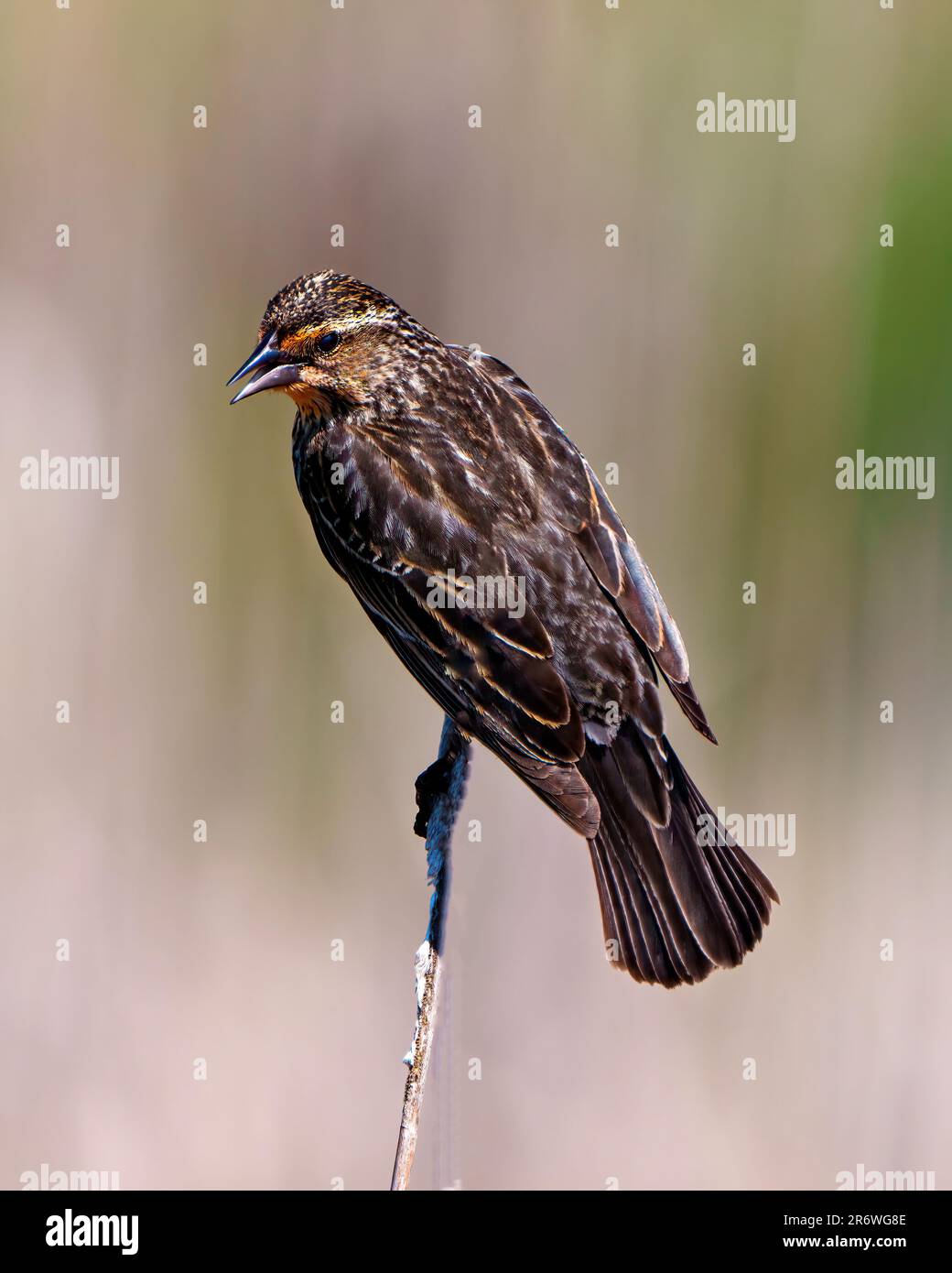 Vue rapprochée arrière de la femelle Blackbird à ailes rouges, perchée sur une branche avec un arrière-plan flou dans son environnement et son habitat environnant. Banque D'Images