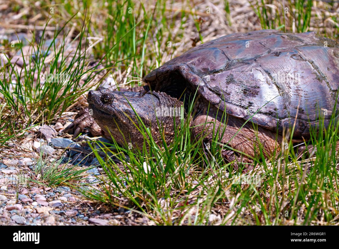 Tortue en gros plan vue de côté hors de l'eau et cherchant à trouver un emplacement de nid approprié dans son environnement et son habitat. Image de tortue. Banque D'Images
