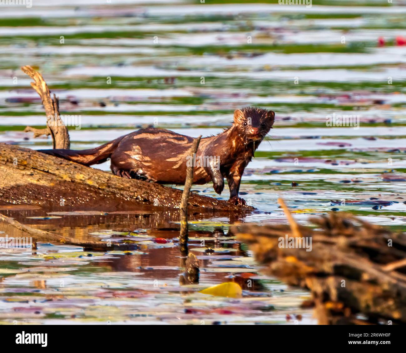 Weasel se tenant sur une bûche sur l'eau floue avec l'eau dans son environnement et son habitat entourant et regardant la caméra. Banque D'Images