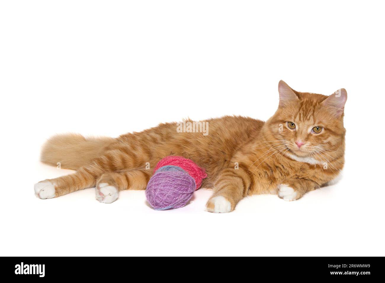 Le chat aux cheveux rouges est avec des boules de laine, isolées sur un fond blanc Banque D'Images