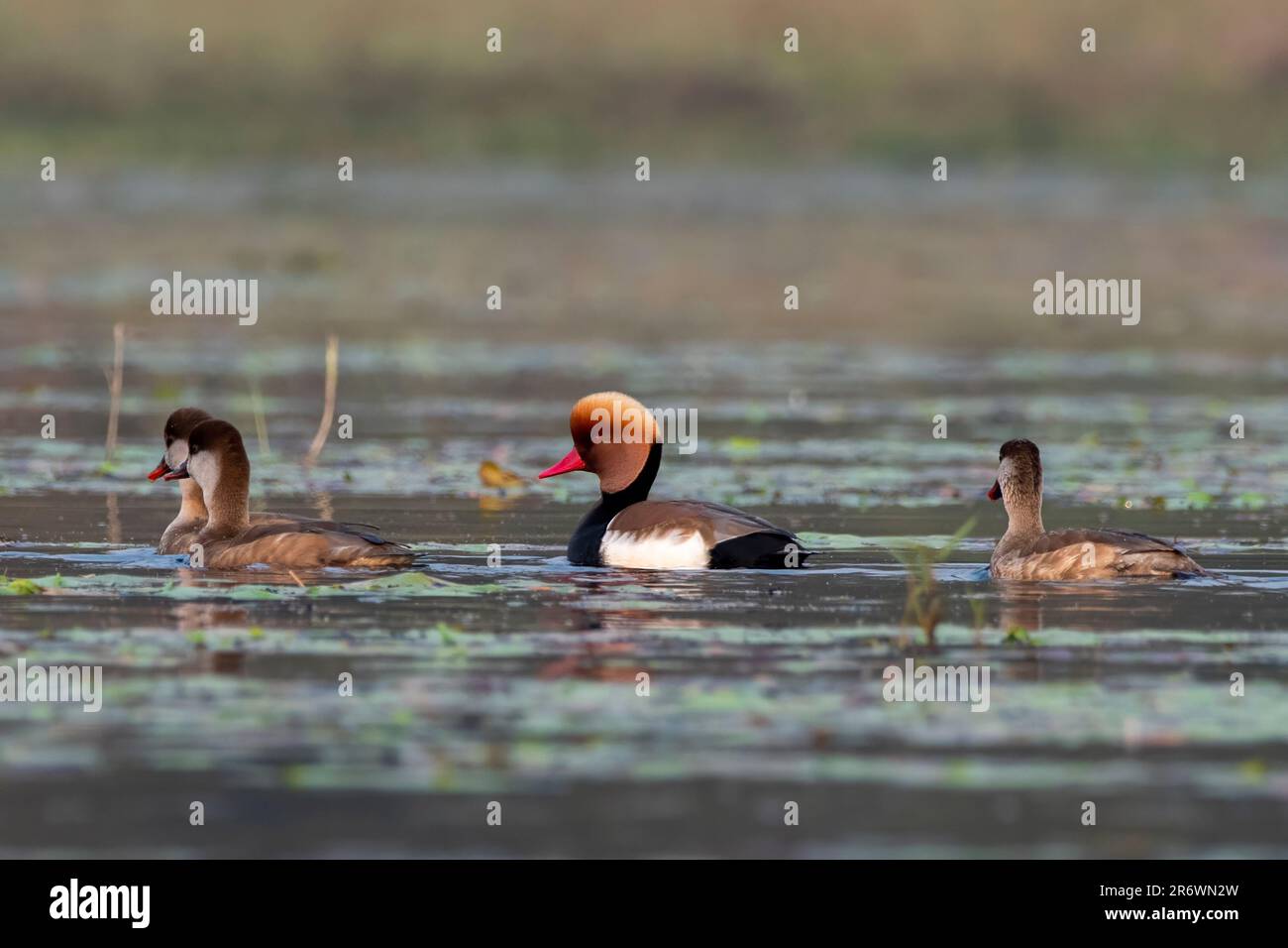 Le grand canard de plongée, Netta rufina, a été observé à Gajoldaba, dans le Bengale occidental, en Inde Banque D'Images