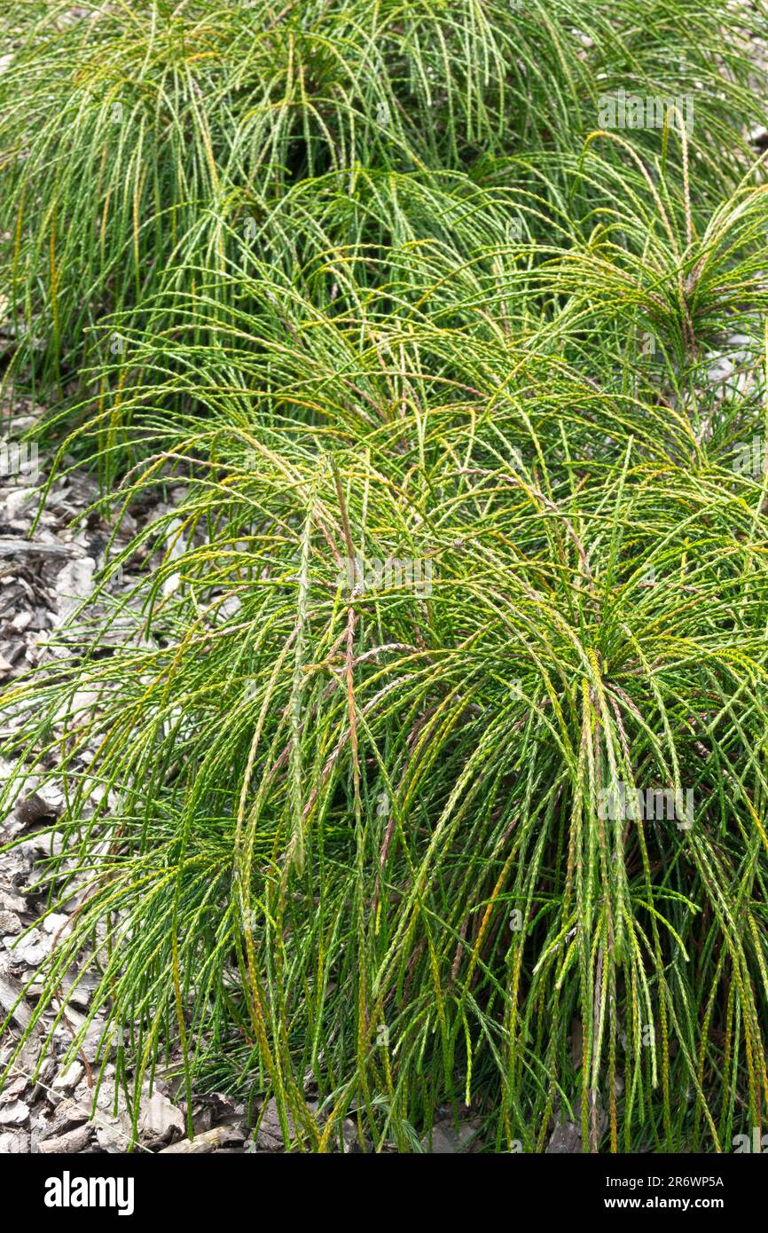 Thuja 'Whipcord', jardin, paillis de Bark, Evergreen Tiny, arbre Thuja plicata Arborvitae Banque D'Images