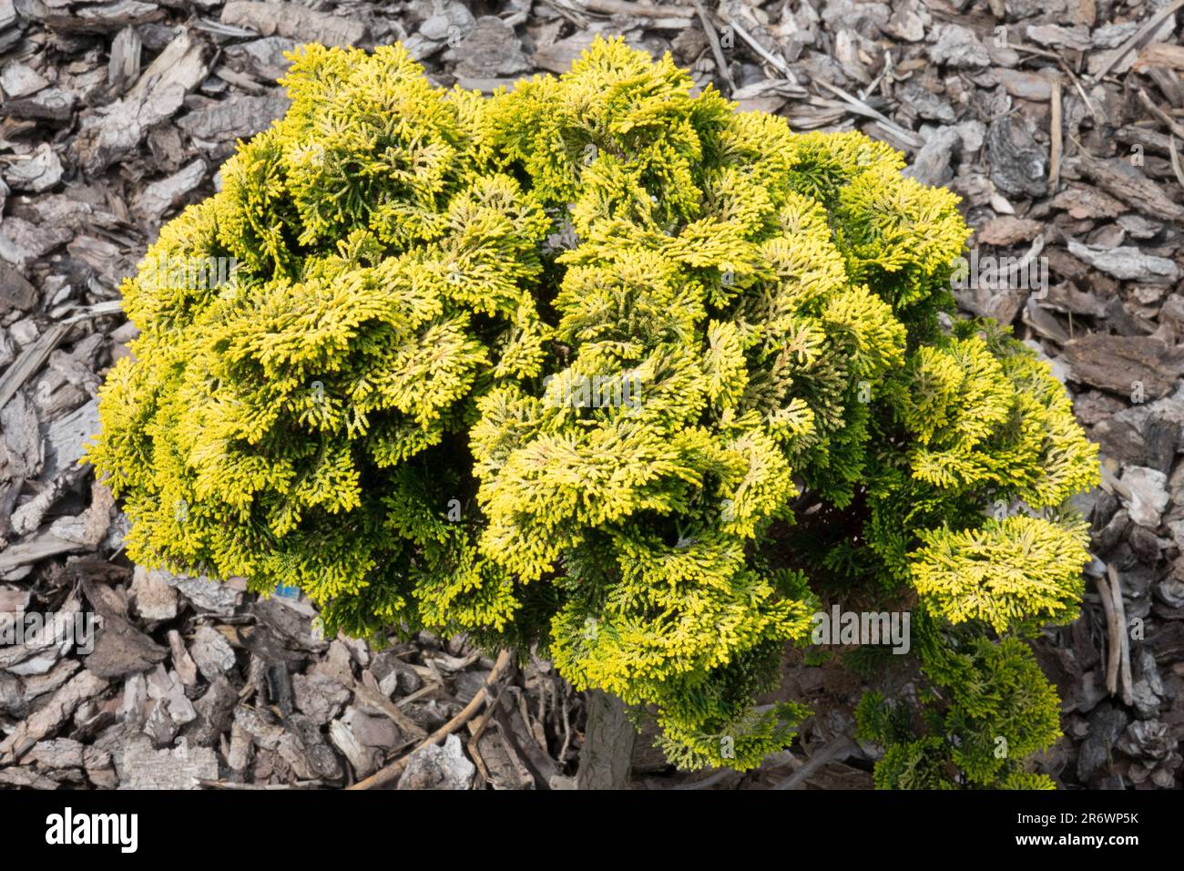 Jaune Or Chamaecyparis obtusa 'Butterball' miniature forme sphérique Conifer Chamaecyparis nain cyprès japonais à croissance lente Hinoki Banque D'Images