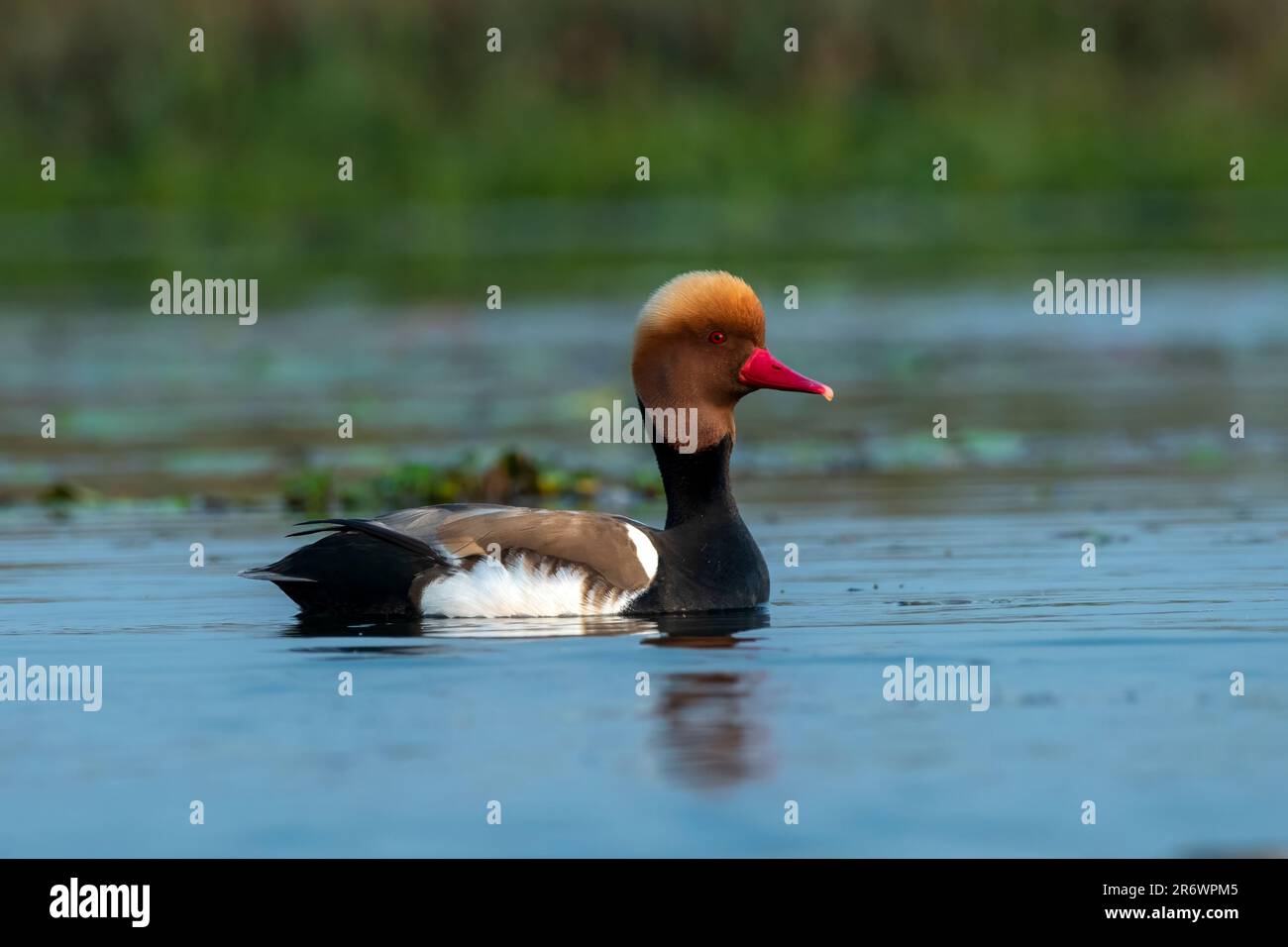 Le grand canard de plongée, Netta rufina, a été observé à Gajoldaba, dans le Bengale occidental, en Inde Banque D'Images