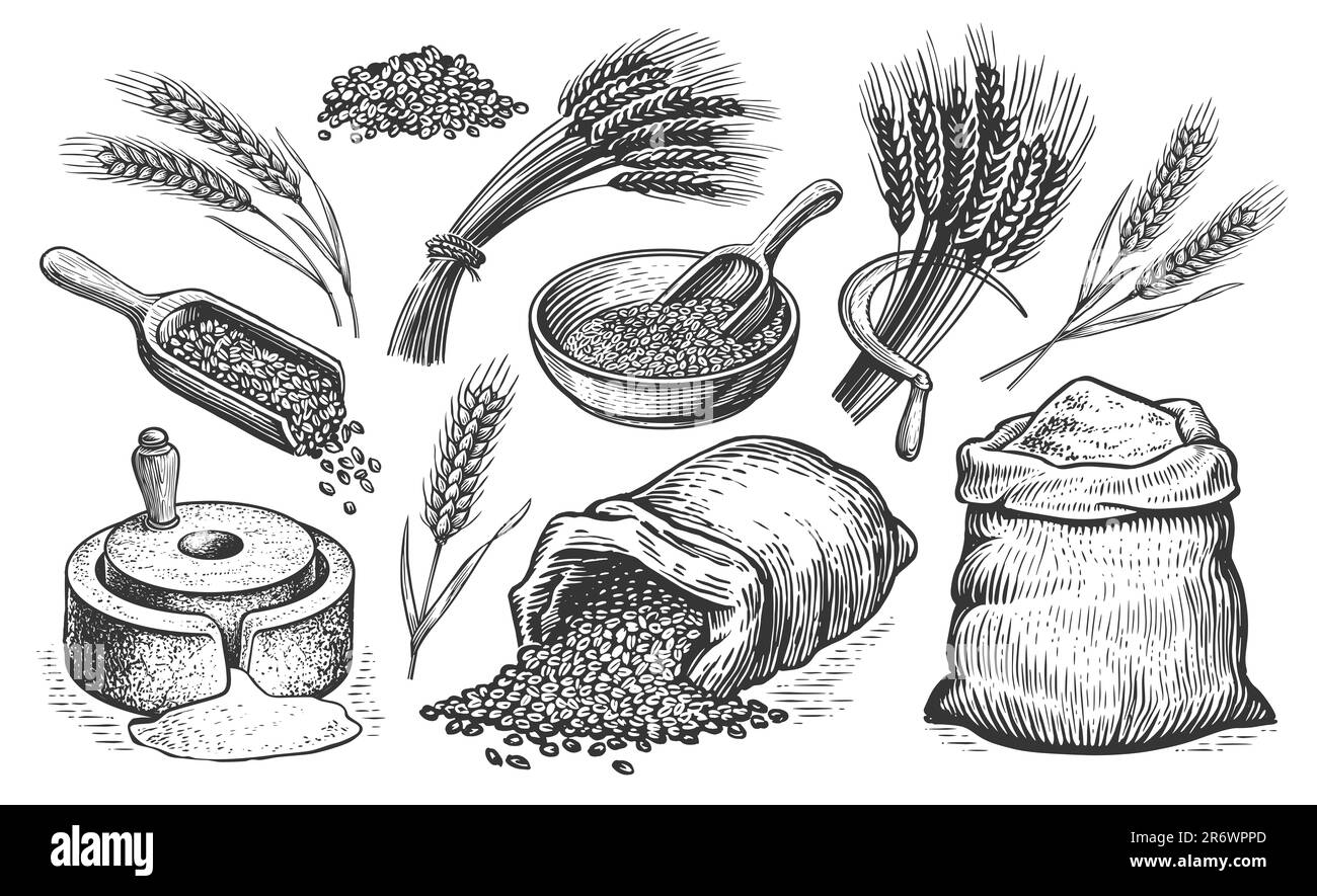 Concept de blé agricole. Pain de cuisson, collecte de nourriture. Jeu d'illustrations de croquis de boulangerie dessinées à la main Banque D'Images