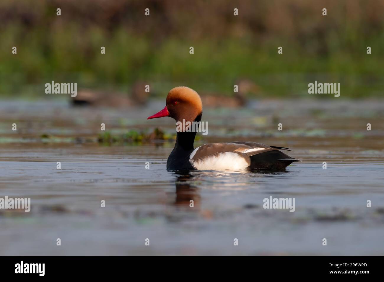 Le grand canard de plongée, Netta rufina, a été observé à Gajoldaba, dans le Bengale occidental, en Inde Banque D'Images