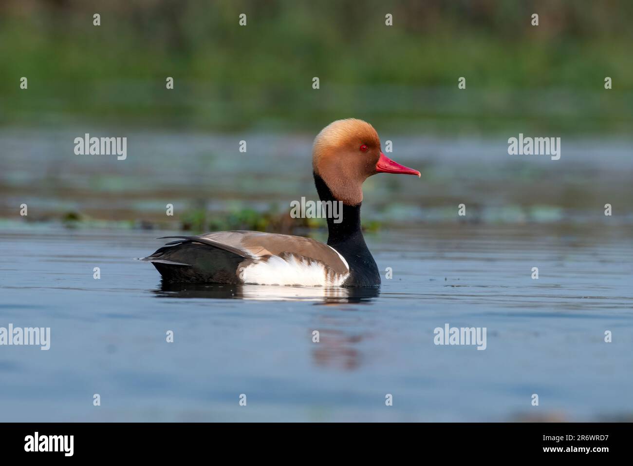 Le grand canard de plongée, Netta rufina, a été observé à Gajoldaba, dans le Bengale occidental, en Inde Banque D'Images