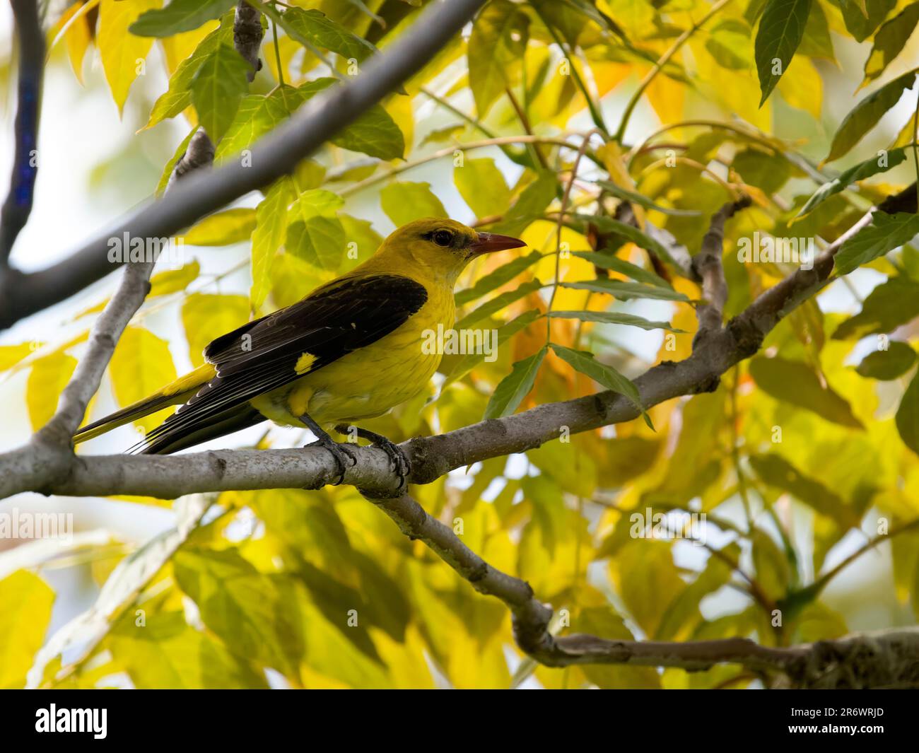 Oriole dorée, Oriolus oriolus, oiseau unique sur nid, Bulgarie, juin 2023 Banque D'Images