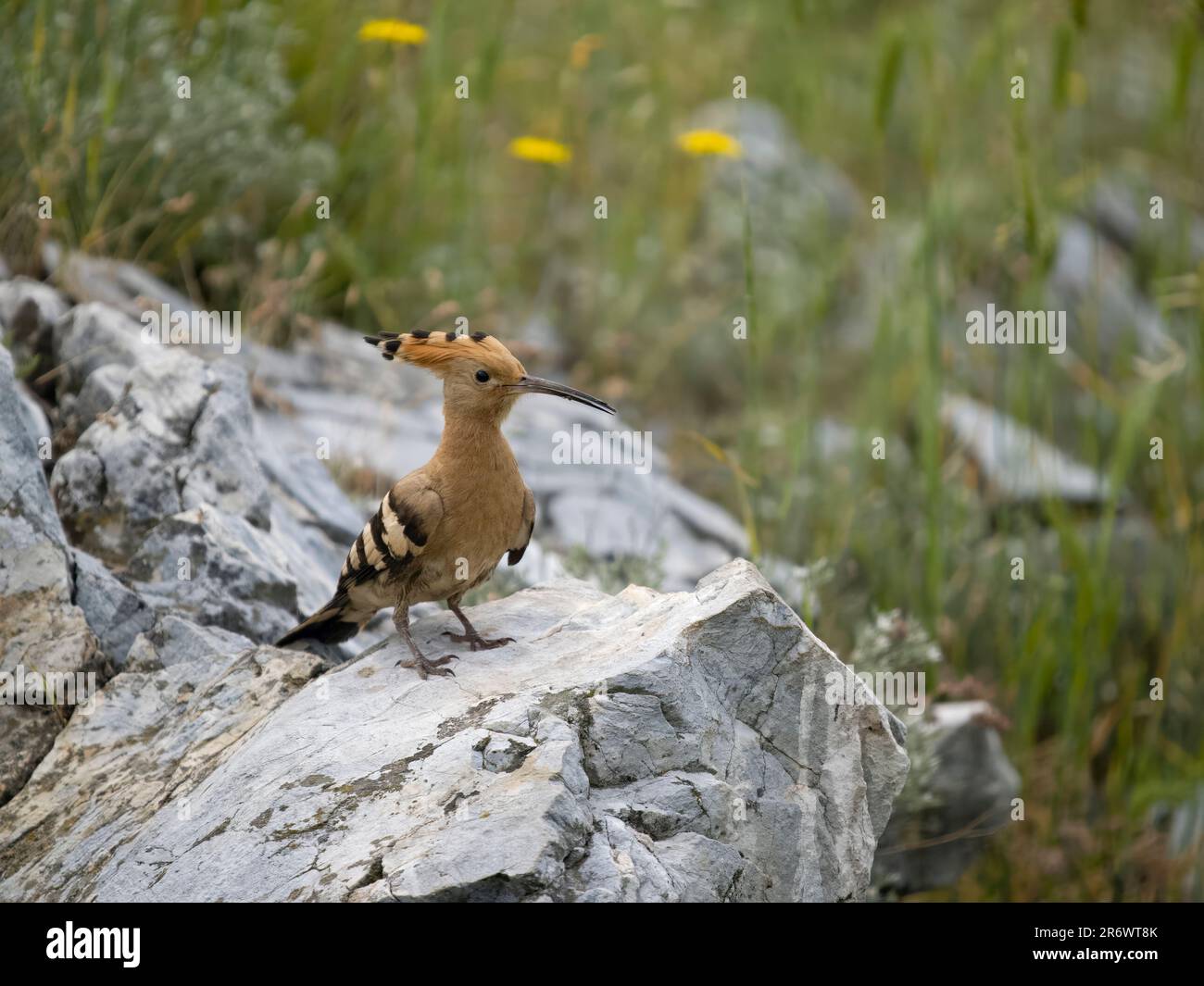 Hoopoe, Upupa epops, oiseau unique sur la roche, Bulgarie, juin 2023 Banque D'Images