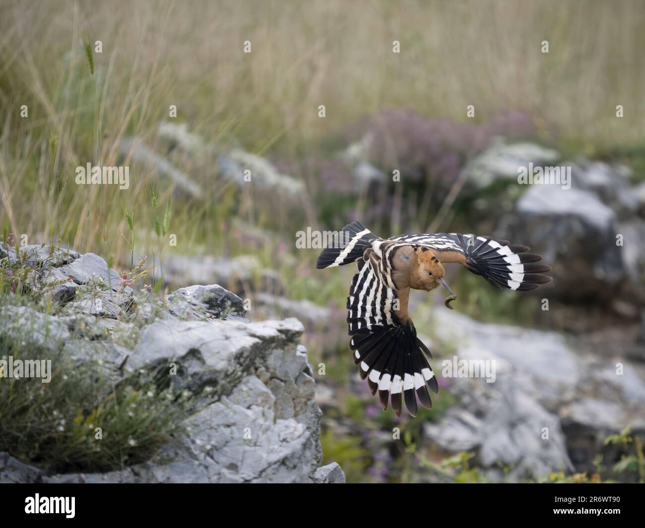 Hoopoe, Upupa epops, oiseau unique en vol, Bulgarie, juin 2023 Banque D'Images
