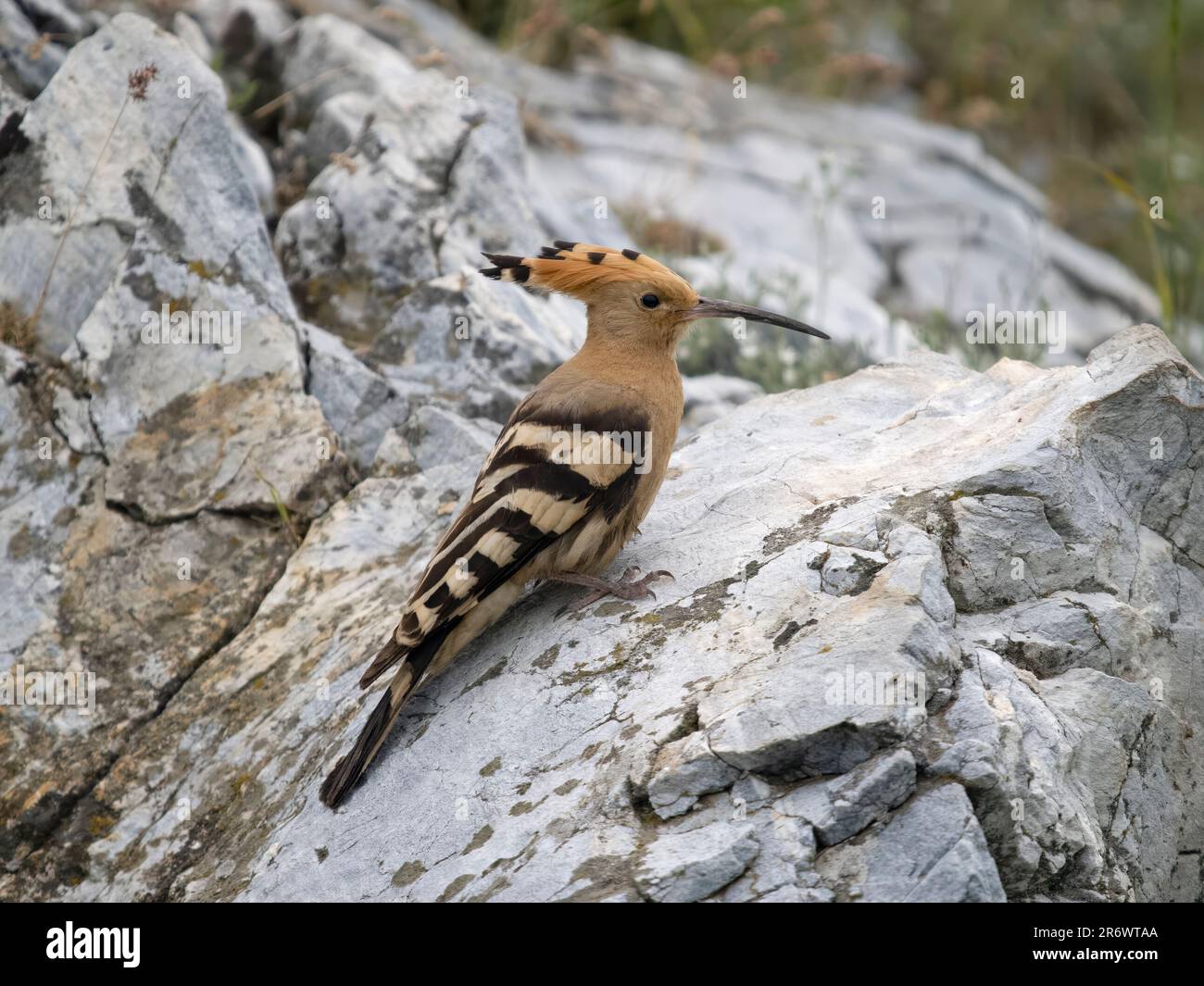 Hoopoe, Upupa epops, oiseau unique sur la roche, Bulgarie, juin 2023 Banque D'Images