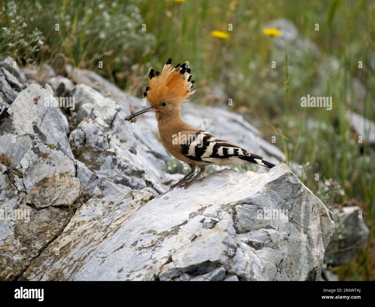 Hoopoe, Upupa epops, oiseau unique sur la roche, Bulgarie, juin 2023 Banque D'Images