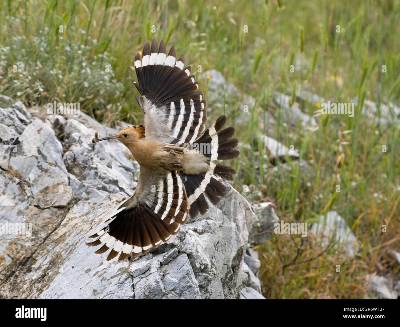 Hoopoe, Upupa epops, oiseau unique en vol, Bulgarie, juin 2023 Banque D'Images