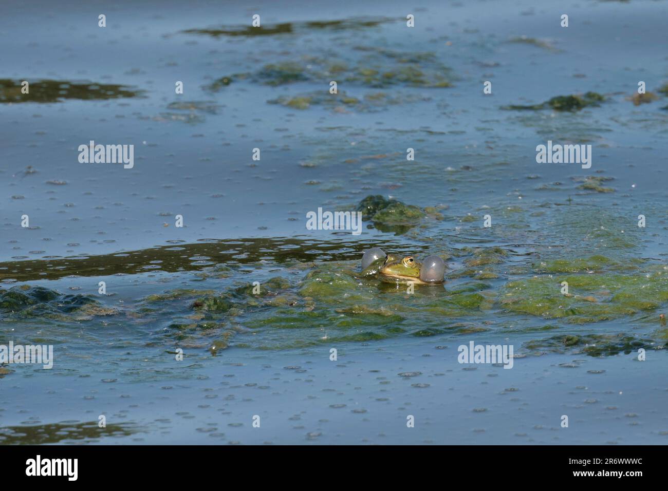 La grenouille de marais Rana ridibunda, appelant dans les saces vocales mâles de lac se sont gonflées flottant dans le lac près de la mauvaise, les yeux de museau pointés se ferment ensemble vert au-dessus et blanc Banque D'Images