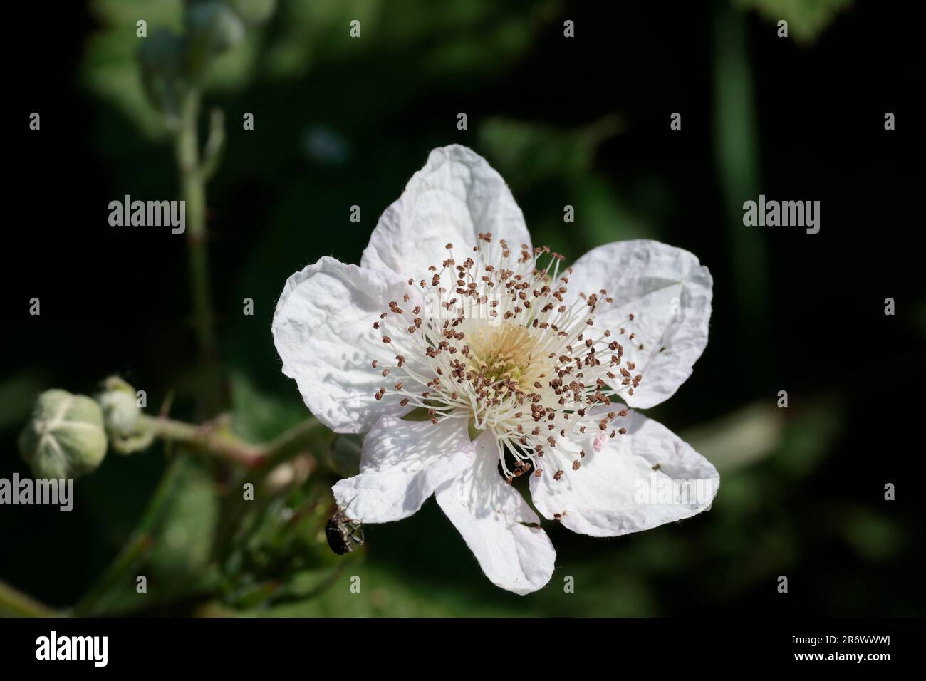 Fleur de mûre Rubus fruticosus, blanchâtre rose pâle, pétales pointés avec plusieurs étamines début saison été royaume-uni. Copier l'espace Banque D'Images