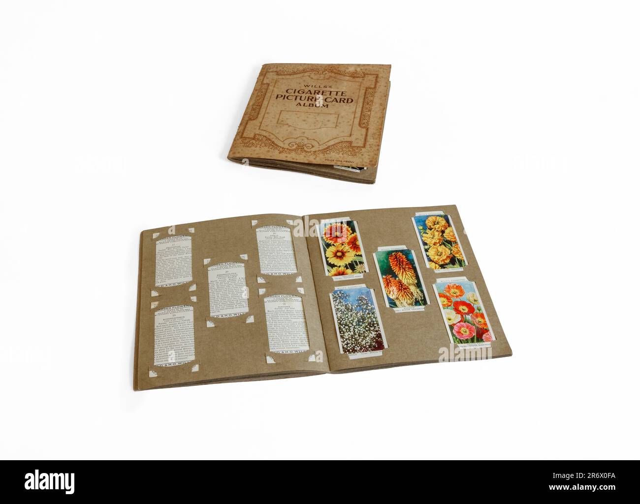 1920s Album carte-photo de Wills, ouvert pour montrer une collection de cartes de fleurs, isolé sur fond blanc, Royaume-Uni Banque D'Images