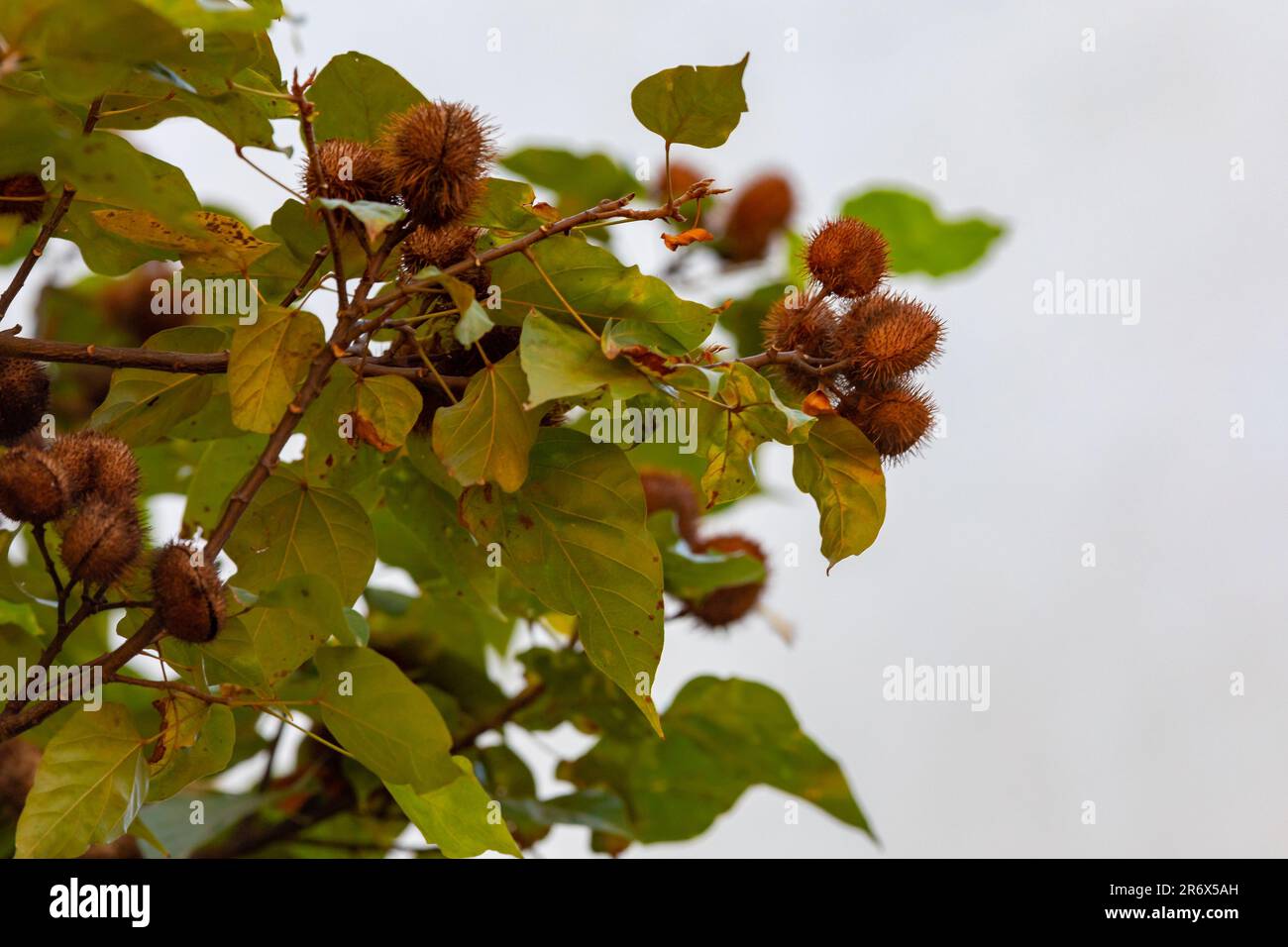 L'usine d'Annato connaît aussi comme urucum. Il s'agit d'un condiment rougeâtre dérivé de l'arbre Bixa Orellana. Gastronomie. Médecine.Urucum fruit Banque D'Images