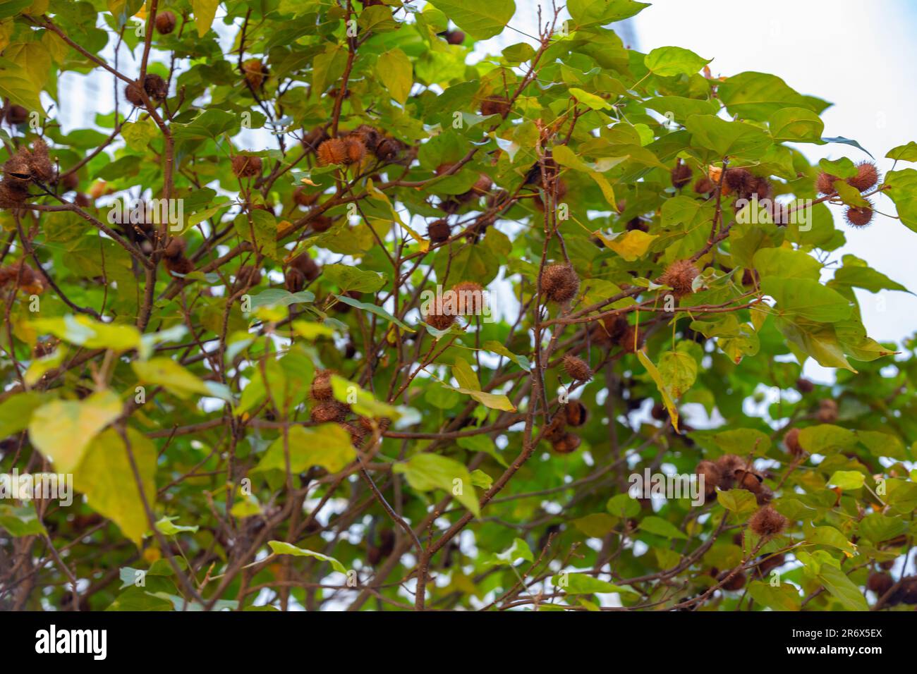 L'usine d'Annato connaît aussi comme urucum. Il s'agit d'un condiment rougeâtre dérivé de l'arbre Bixa Orellana. Gastronomie. Médecine.Urucum fruit Banque D'Images