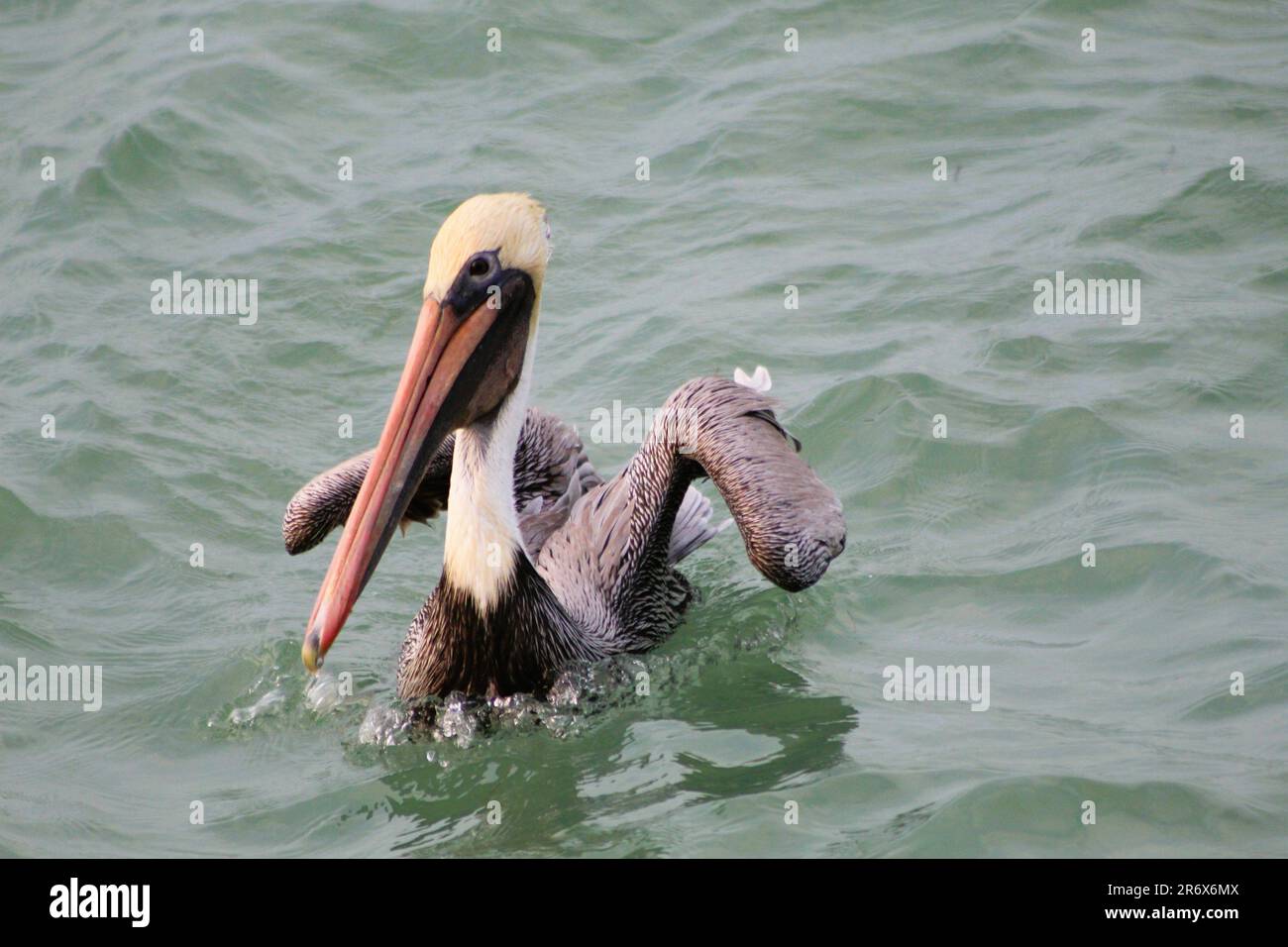 Pelican dans le golfe du Mexique Banque D'Images