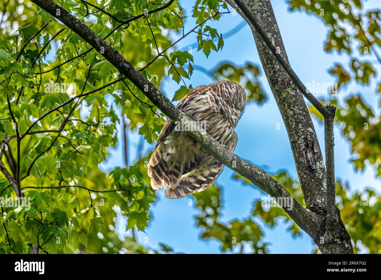 Hibou. Randonnée dans la forêt canadienne à la recherche d'oiseaux sauvages. J'ai trouvé un hibou qui a tourné la tête. Je sais où la trouver. Je la rerencontrerai. Banque D'Images