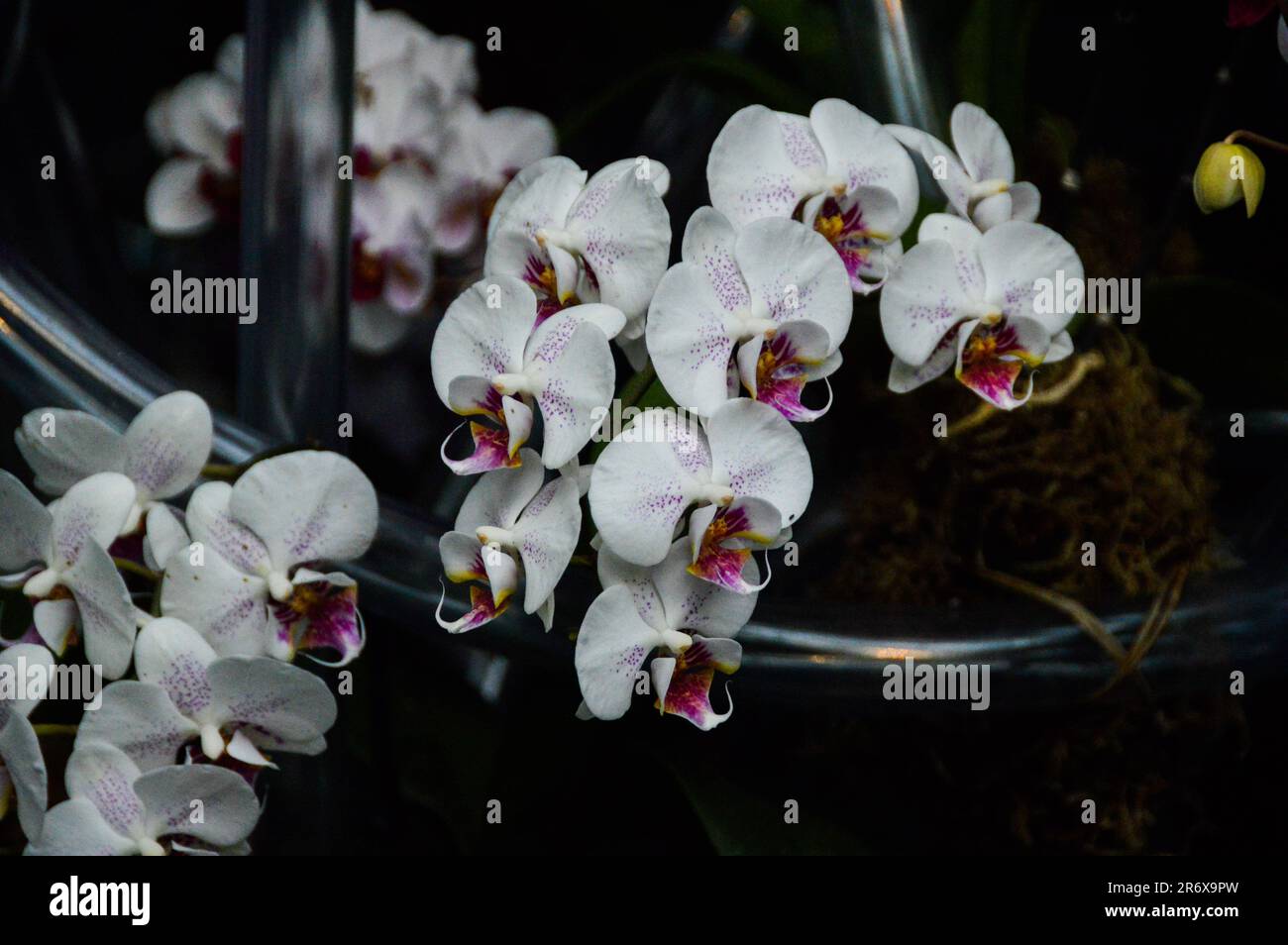 Magnifiques orchidées exposées au jardin botanique de New York Banque D'Images