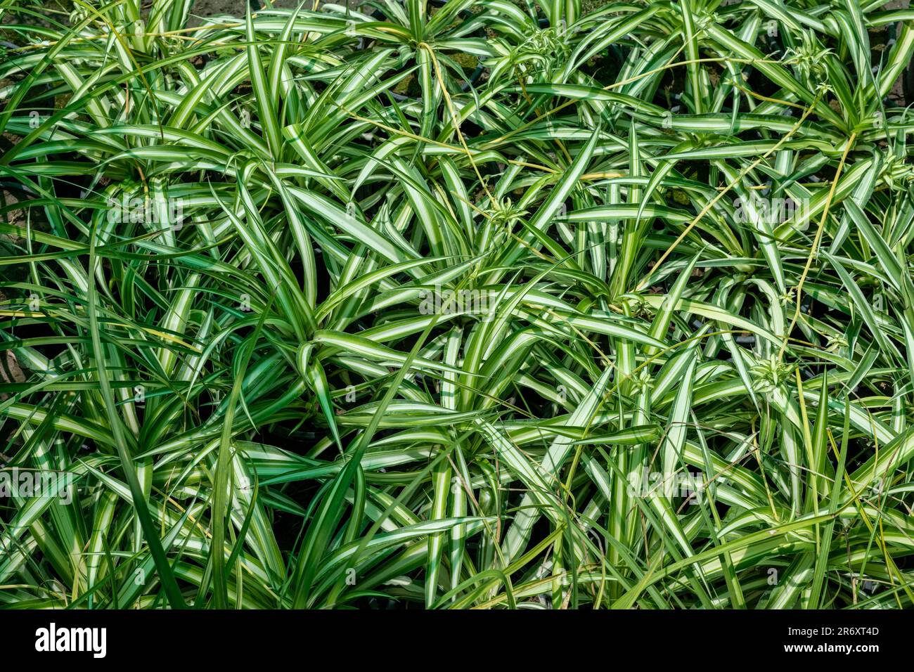 Herbe de pandanus avec des feuilles épaisses rayées jaune et vert araignée plantes dans la pépinière de plantes Banque D'Images