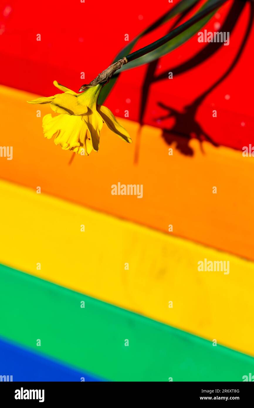 Une fleur jaune contre un drapeau lgbt arc-en-ciel par une journée ensoleillée Banque D'Images