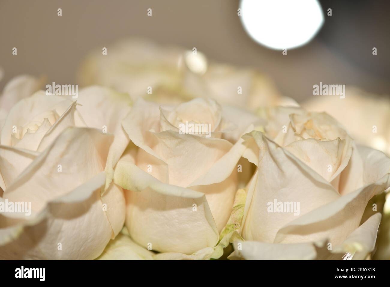 Roses blanches dans un bouquet, gros plan. Banque D'Images