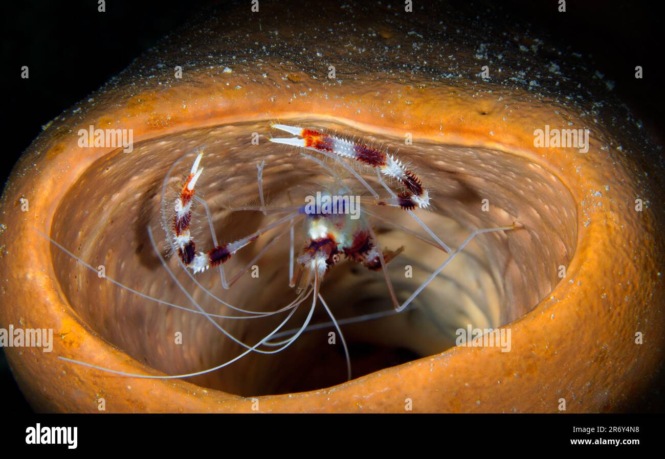 Une crevette de corail bandée trouve un abri à l'intérieur d'une éponge en tube colorée dans la barrière de corail du Belize Banque D'Images