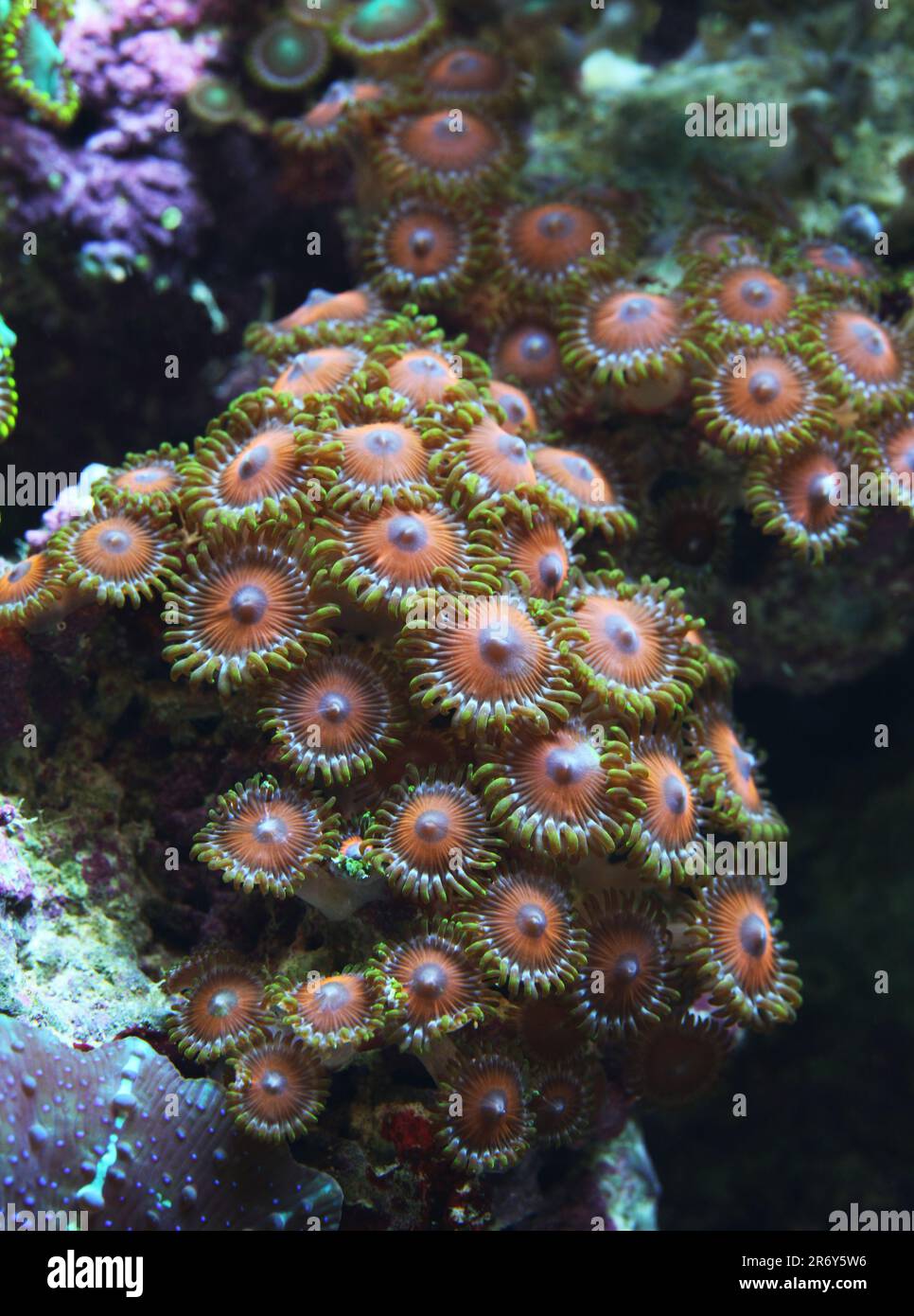 Petit groupe de coraux mous [ Zoanthus sp. ] dans l'aquarium marin de récif Banque D'Images