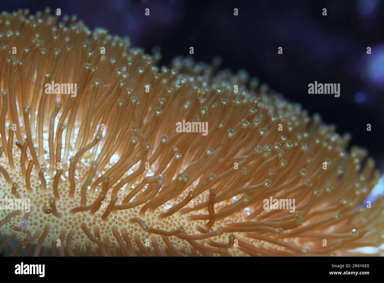 Corail en cuir dans l'aquarium marin de récif Banque D'Images