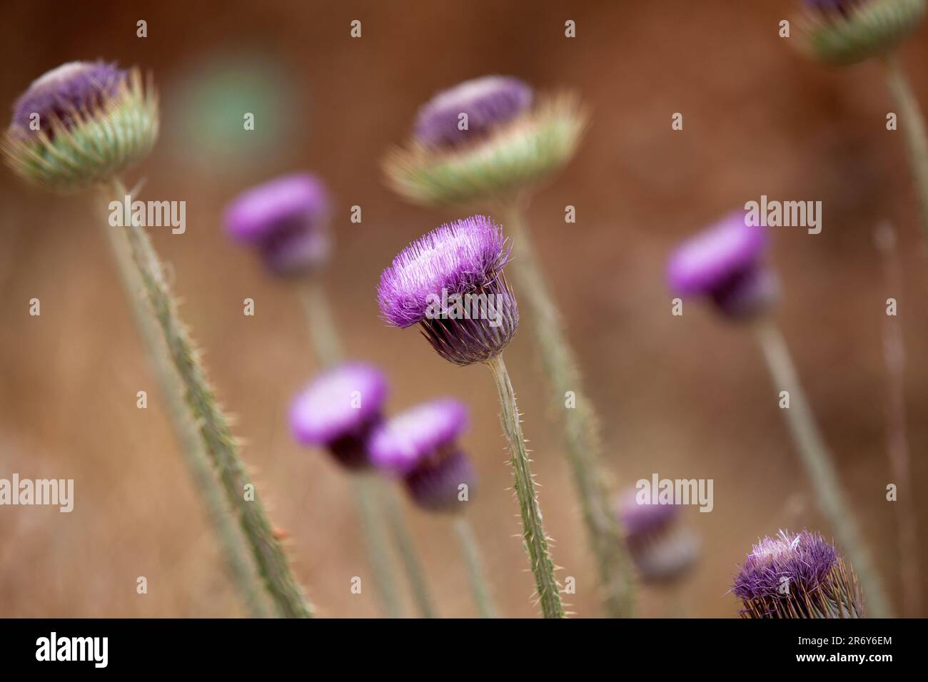 Milieu du printemps chaud 2023 Banque D'Images