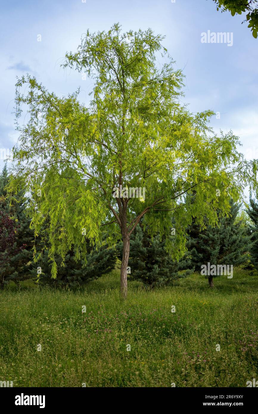 Magnifique arbre de saule pleureur vert Banque D'Images