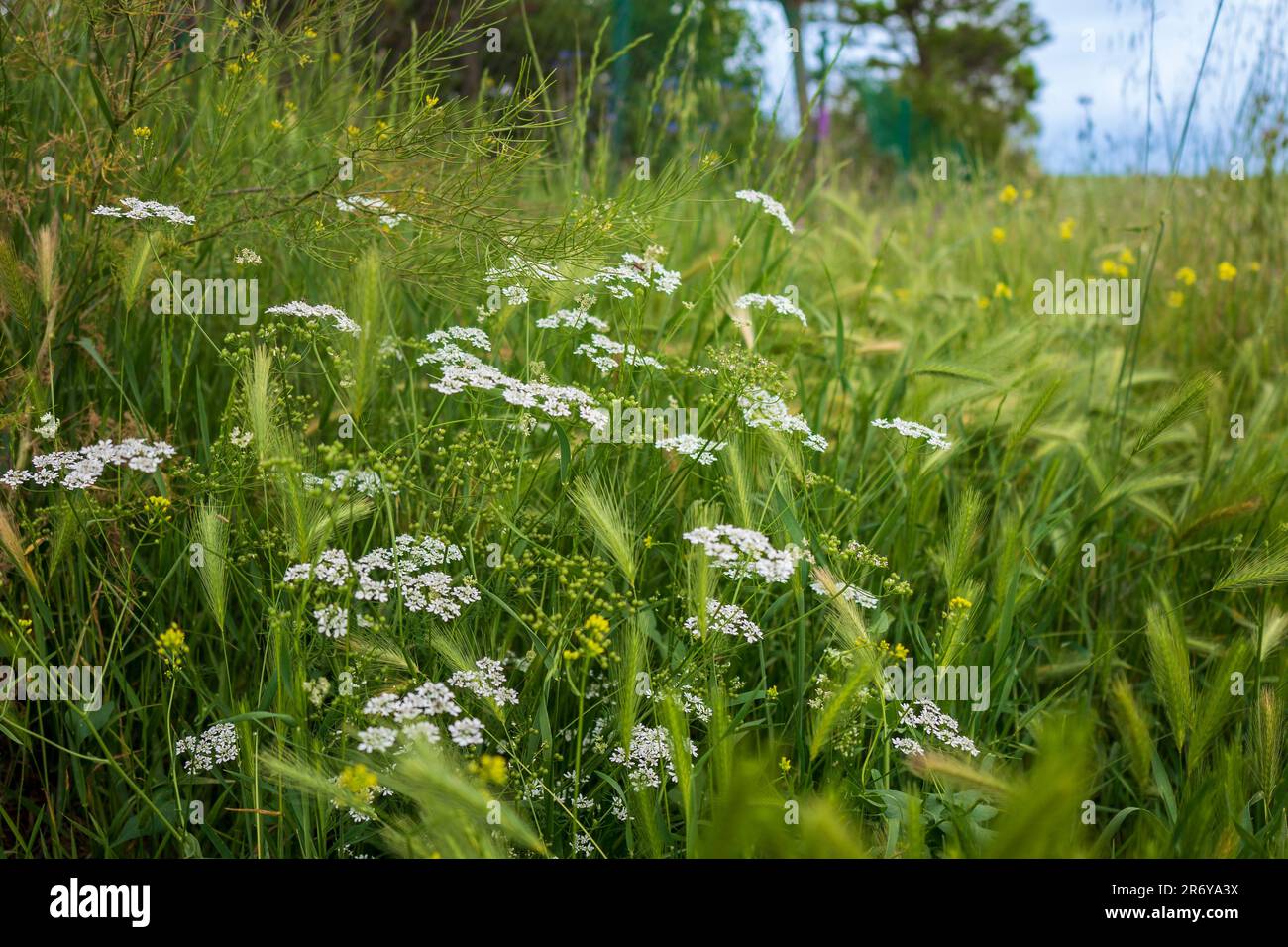 Fleurs sauvages blanches au milieu de la verdure Banque D'Images