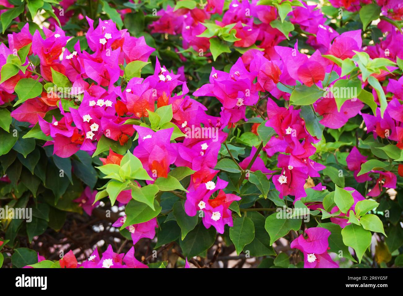 texture de la plante de bougainvilliers avec ciel bleu comme fond agréable Banque D'Images