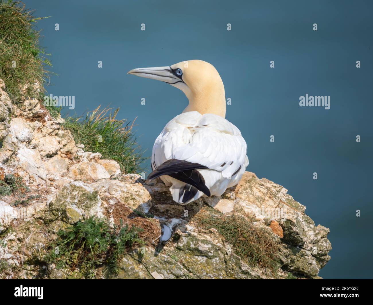 Un Gannet solitaire également connu sous le nom de Gannet du Nord, (Morus bassanus), perché sur la falaise à Bempton, Yorkshire, Royaume-Uni Banque D'Images