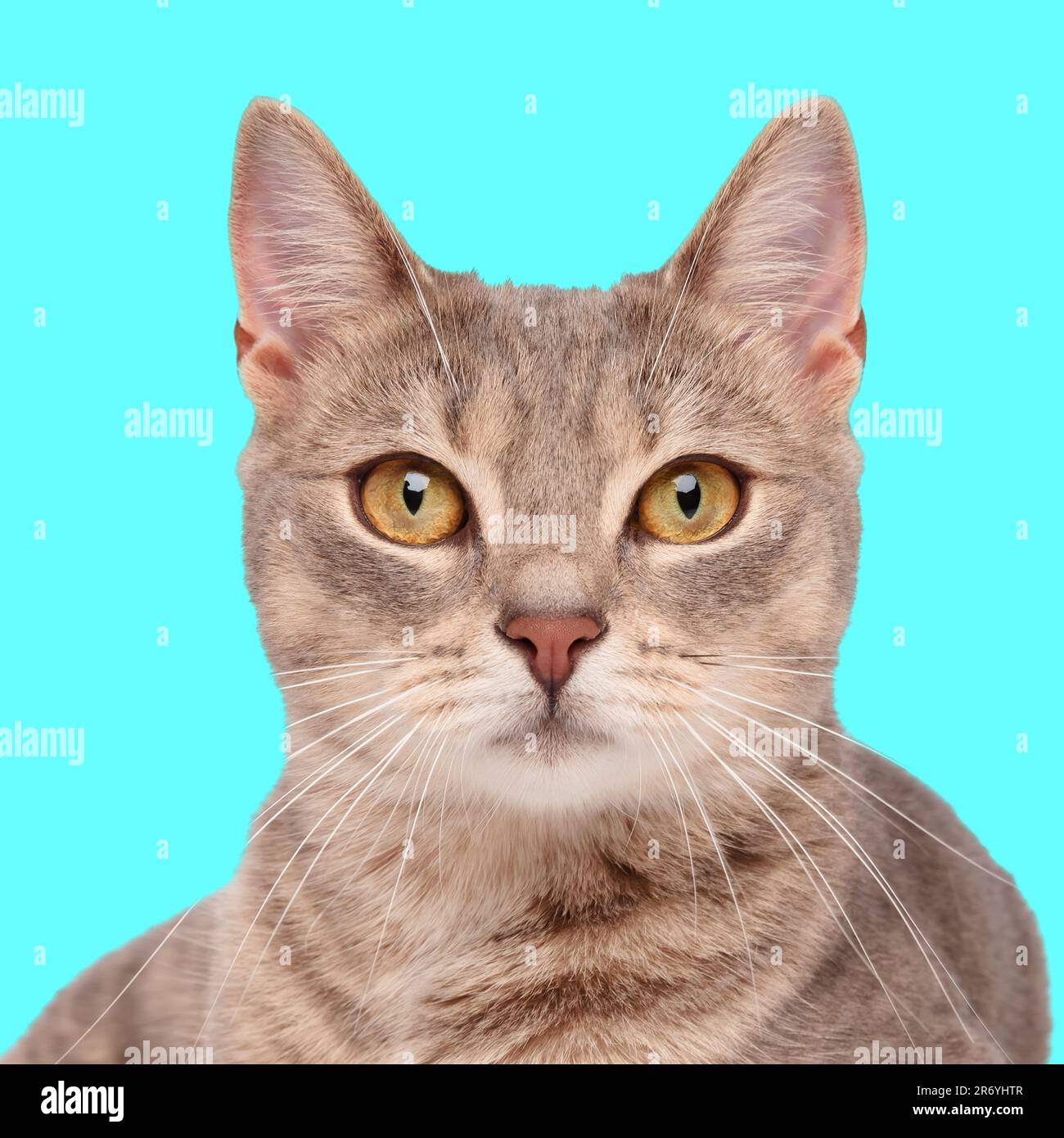 portrait de l'adorable tabby de chat métis se posant et regardant vers l'avant devant un fond bleu en studio Banque D'Images