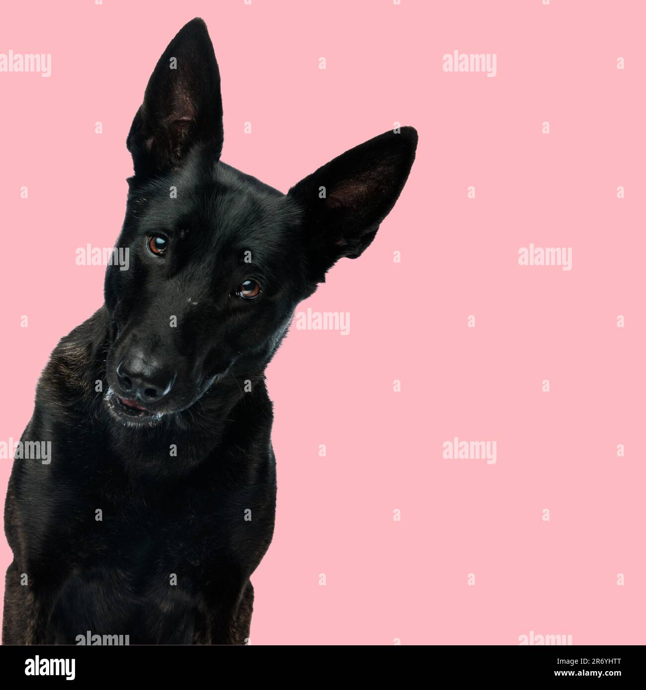 portrait d'un chiot bergers hollandais mignon avec de grandes oreilles regardant vers l'avant et assis devant un fond rose en studio Banque D'Images