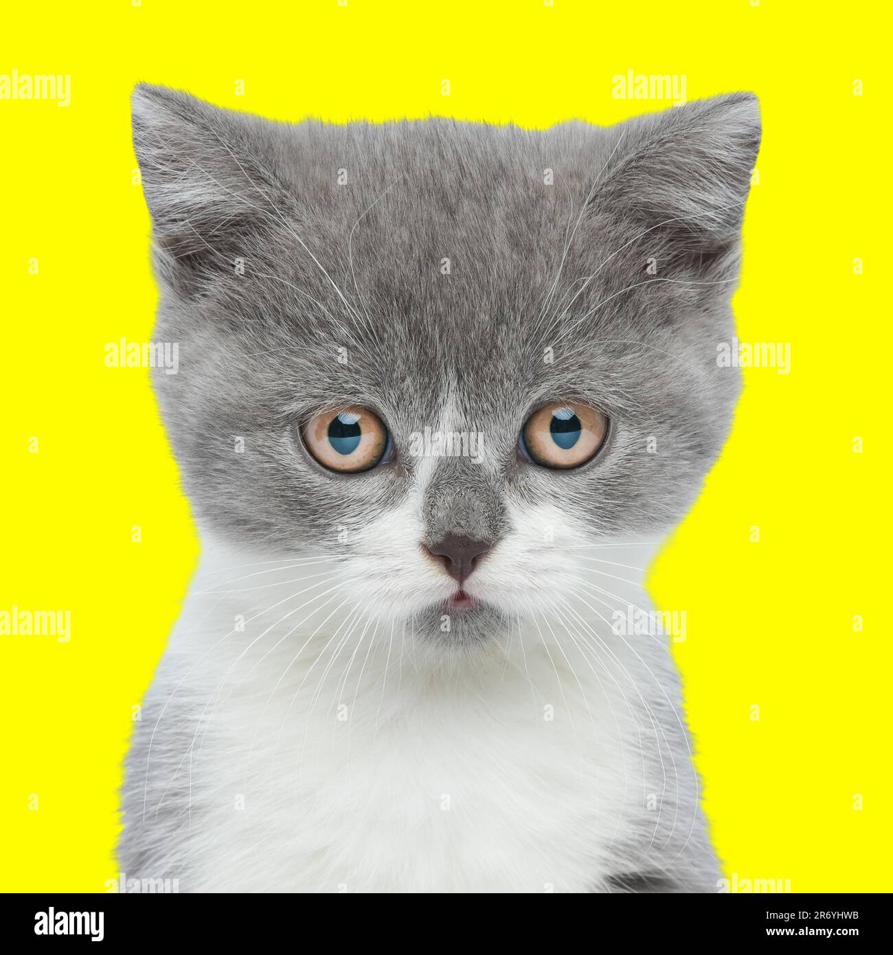 portrait de petit chat timide assis et regardant vers l'avant devant un fond jaune Banque D'Images