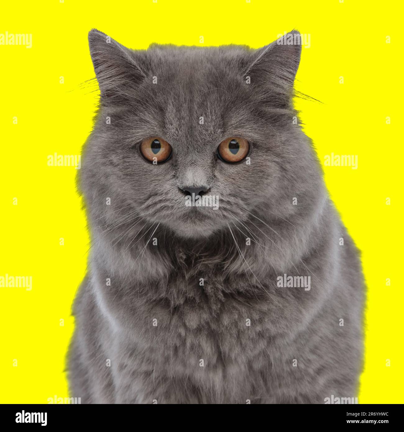 portrait de beau chat à cheveux longs britannique assis et regardant vers l'avant devant un fond jaune Banque D'Images